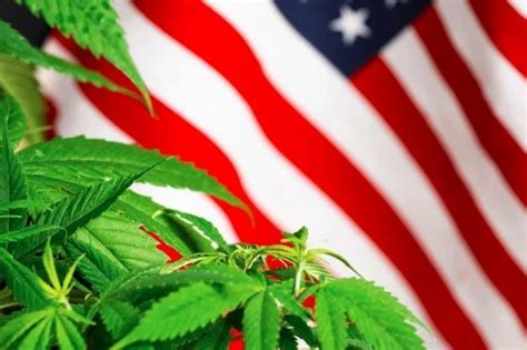 America’s Support for Cannabis Legalization Hits 70%